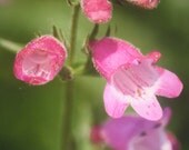Blooming Pink Beard-tongue Flower Fine Art Photograph Print Glossy