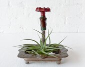Vintage Rusted Faucet Soap Dish w/ LIVE Air Plant Garden