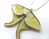 Real Luna Moth Necklace - Statement Necklace