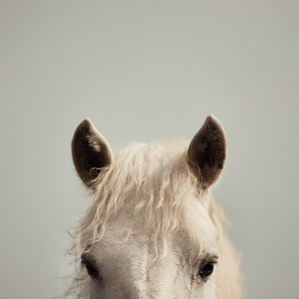 Nature Photography, White Horse Photograph, Whimsical, Nursery Art, Gray and Cream, Spring - Peek-a-boo