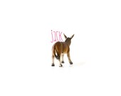 Donkey One Inch Button