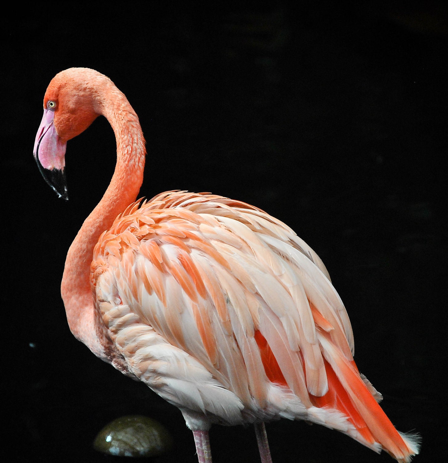 Flamingo II  Print  8x8