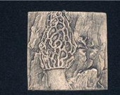 Morel Mushroom