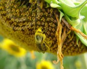 8x12 PRINT - Bee on a Sunflower - Dusted with Pollen- fine art photography
