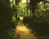 The Path 8x10 Fine Art Nature Print - forest path woodland trail - affordable home decor