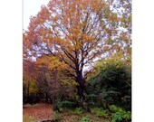 Autumn Oak Tree Photo,16 x 20 inch,  Fine Art Poster Print
