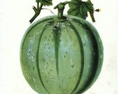 1875 Rare Hand-coloured Antique English Botanical Print by James Anderson. Green-Fleshed Melon