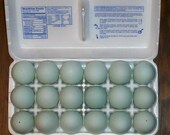 18 Blown Green/Blue Blown Duck Eggs 1 Hole