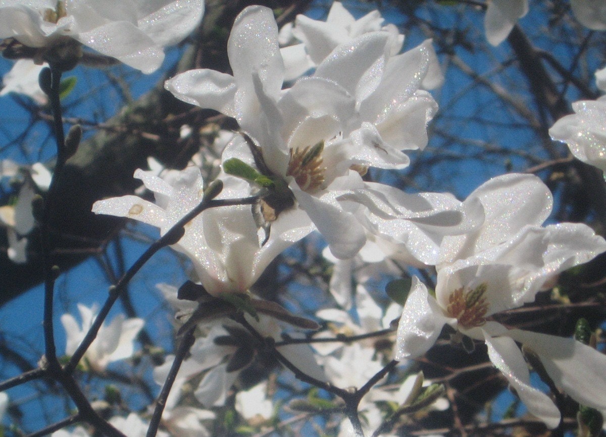 White Magnolia Blooms Fine Art Photograph Print Glossy