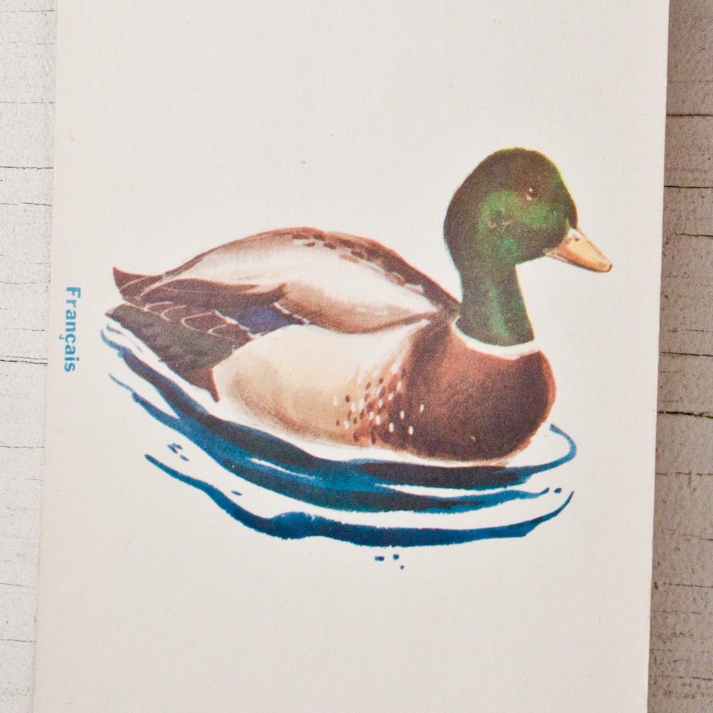 Duck Illustration Print Flash Card