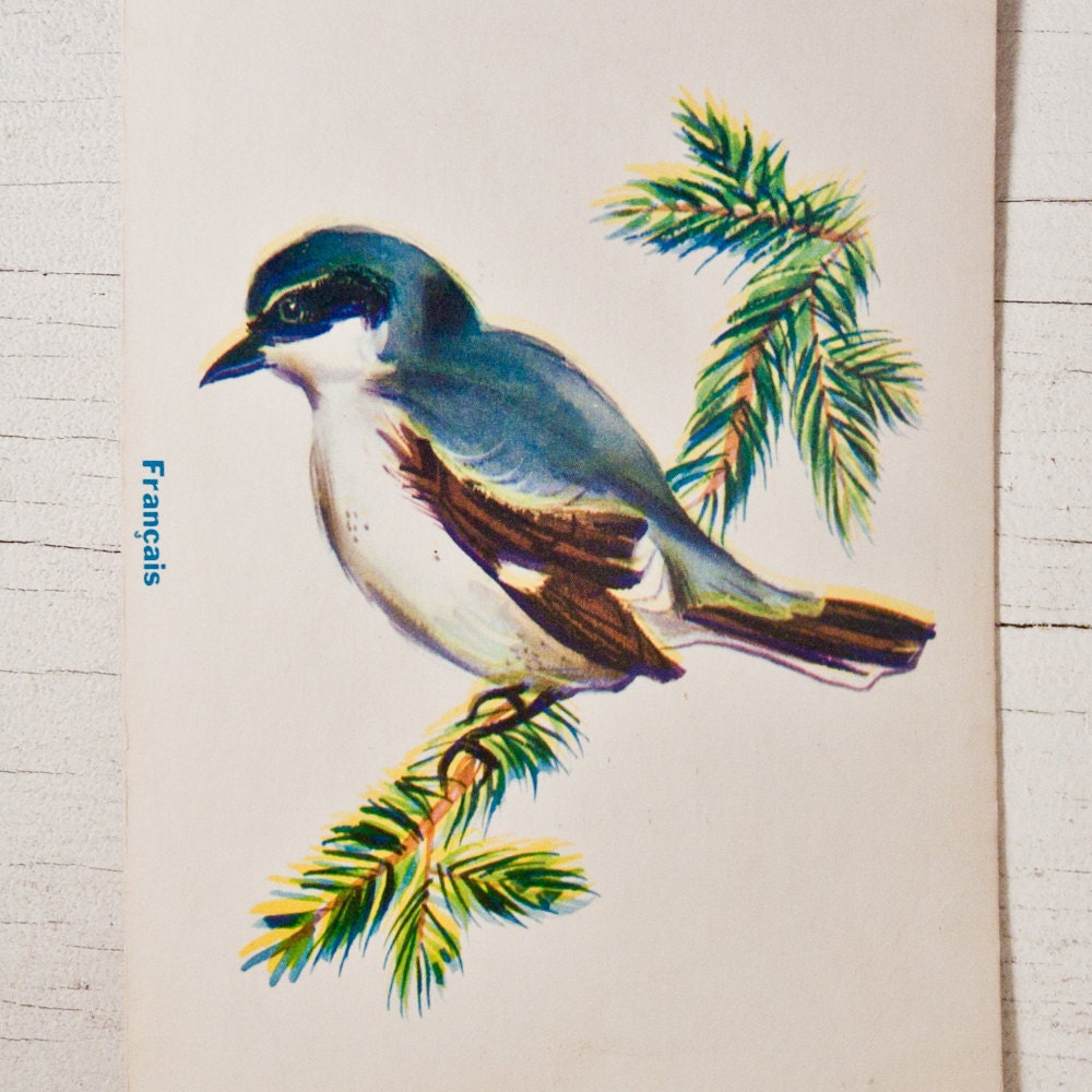 Bird Print Flash Card Illustration Antique