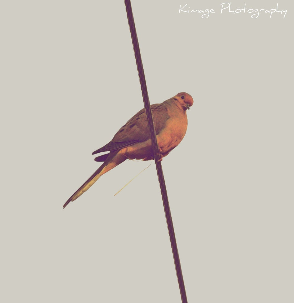 Bird Photo - Morning Light - Original Fine Art Photography Print