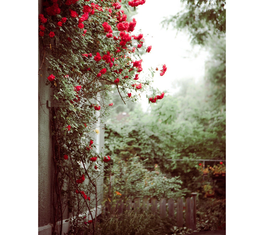 Back Yard - fine art photo print nature red roses blossom botanical green plants garden grey interior decor romantic picture Oht - GoldenSection