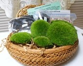 DIY Moss Terrarium Kit,  The HEALING GARDEN,  Large Size