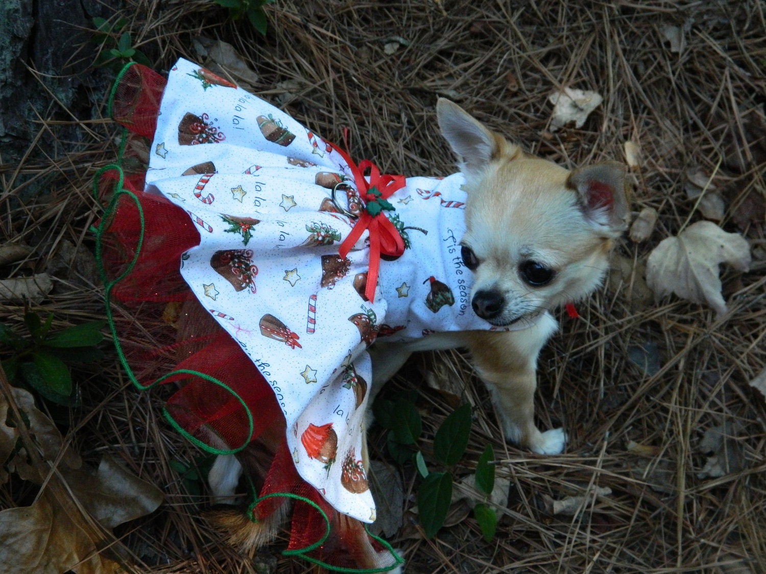Tis the season to eat chocolate - Fancy Christmas Dog Dress