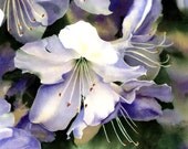Azaleas Watercolor Floral Print by Alisa Wilcher