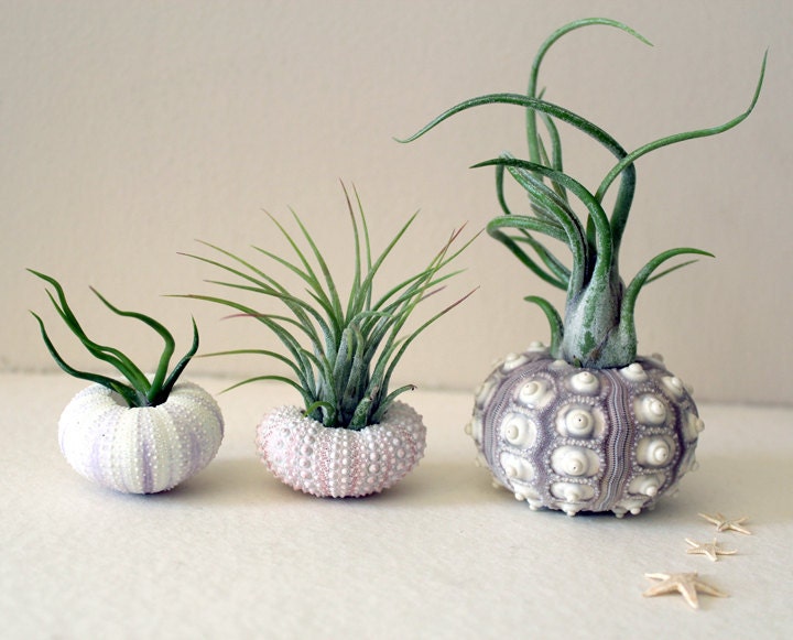 mixed trio // air plant urchins