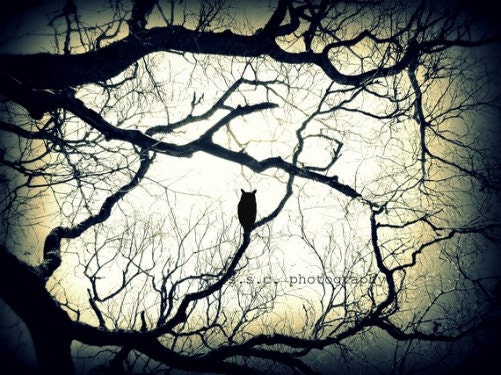 Owl Photo Print "Mysterious Woods"....8.5 x 11 inch photo Black & White Owl Photo. Spooky, Mysterious,  OVERSTOCK SALE
