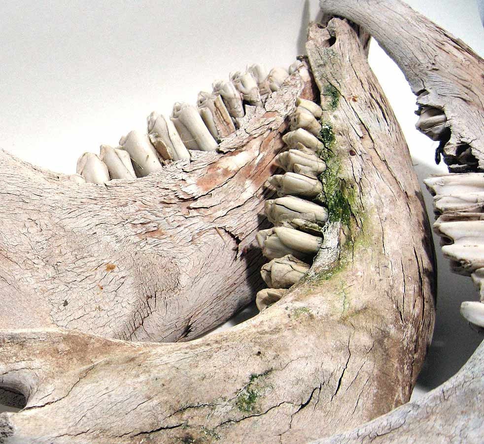 Vintage Bones Jawbone Cow Teeth Skeleton Animal Anatomy