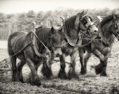 Horse Photography  5 X 7  Fine Art Print