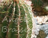 Barrel Cactus Fine Art Photograph