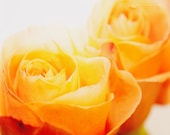 ORANGE TANGERINE YELLOW Rose Photography Flower Art Orange Decor Floral Picture Gift for Gardener Orange Tangerine Yellow - ElizabethThomasPhoto