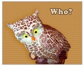 Who Owl 11" x 14" photograph