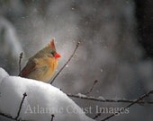 Nature photography Bird photography Northern Cardinal Female in snow photograph 8X10