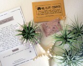 closeout air plant starter package // tillandsia