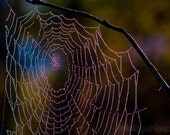 Beautiful Nature Photography Large SpiderWeb in Golden Yellow and  Purple woodland 8x10 print color photography