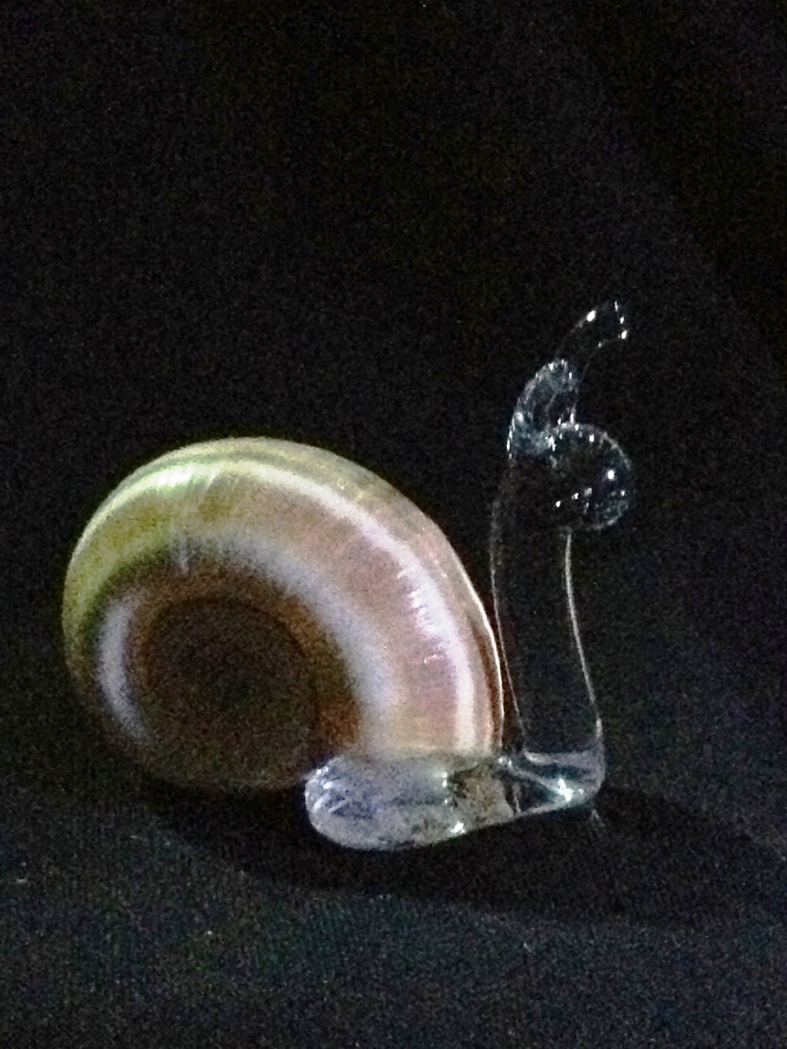 Small Tan and White Smooth Spiral Shell Snail