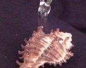 Small Brown Spiked Shell Snail