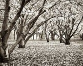 Magnolias in Black and White. black and white tree print . woodland wall art . modern rustic home decor . nature photography . cottage art
