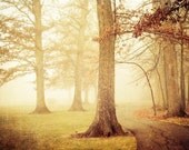I Walked Into the Fog. rustic woodland nature photograph . tree print . cottage chic wall art . natural home decor