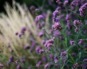 Purple Flowers Photograph, 8x10 Nature Print. Lavender Buds Against Wheat Colored Grass.