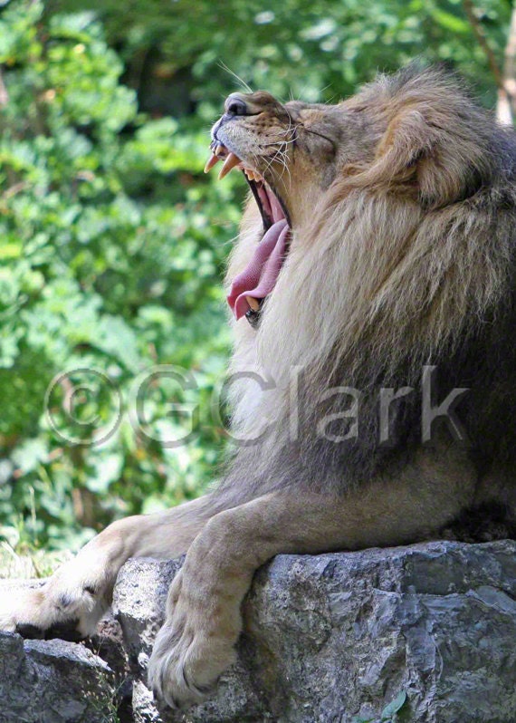 Yawning Lion - 5 x 7 Wildlife Photo Glenn Clark Photography