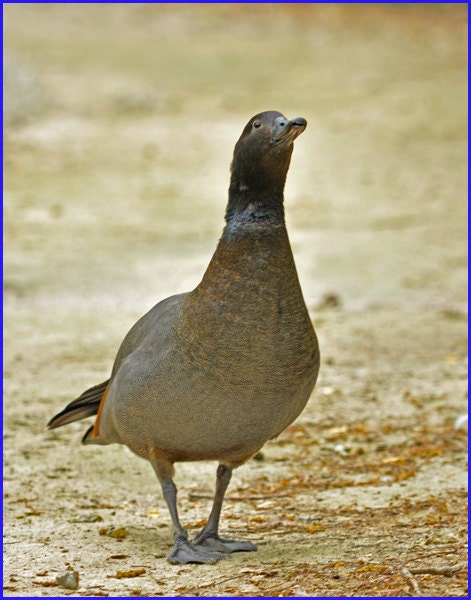 Nature photography Bird photography Magellanic Goose 8X10