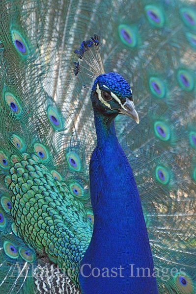 Nature photography Bird photography Peacock 8X10