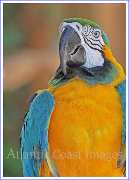 Nature photography Bird photography Blue-and-Gold Macaw 8X10