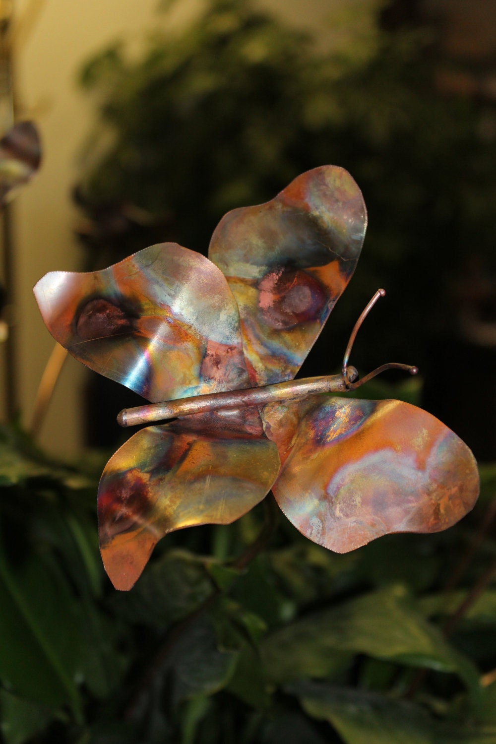 Butterfly, baby