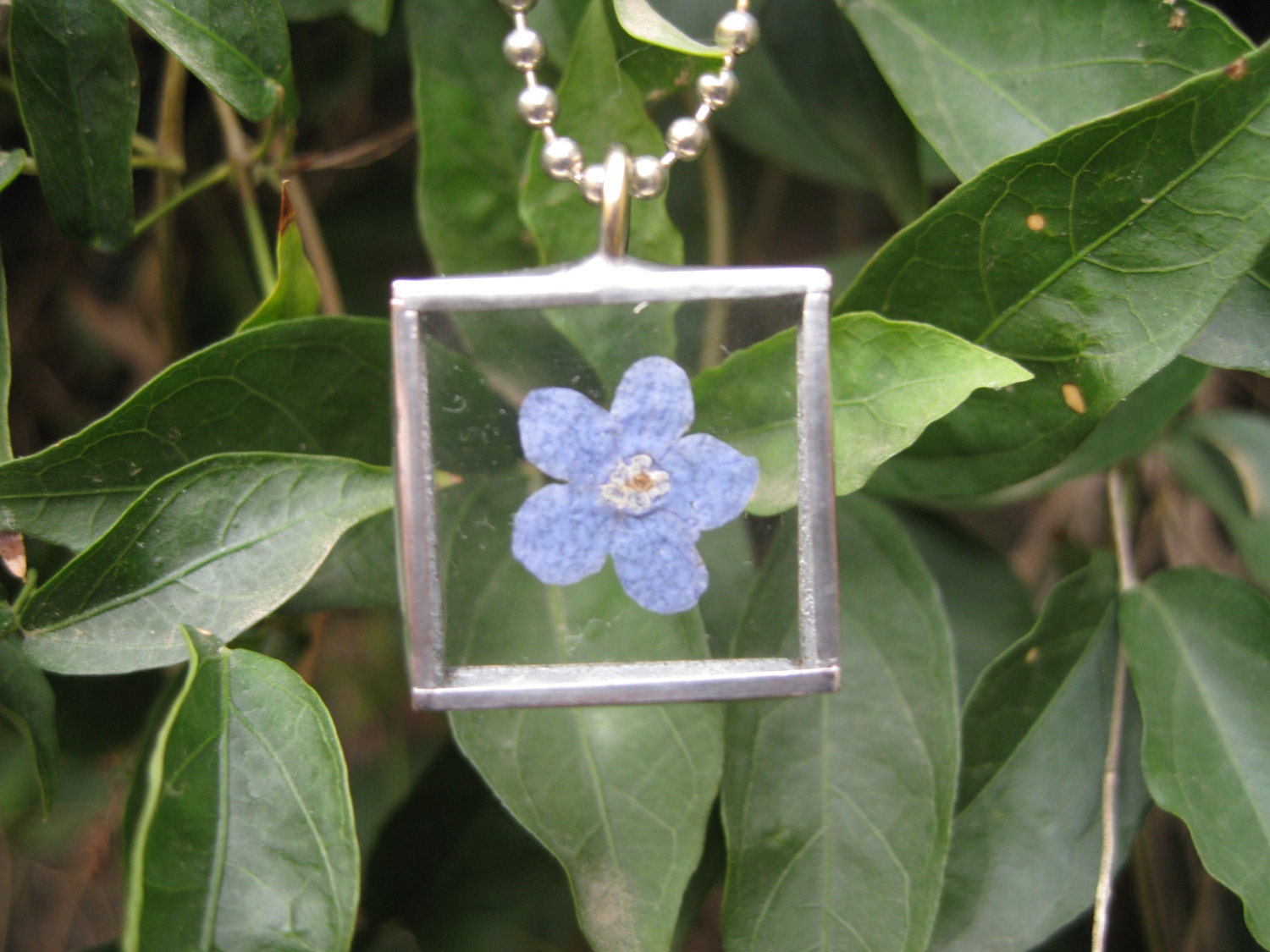 Silver Soldered Glass pendant with a Real Forget Me Not Flower