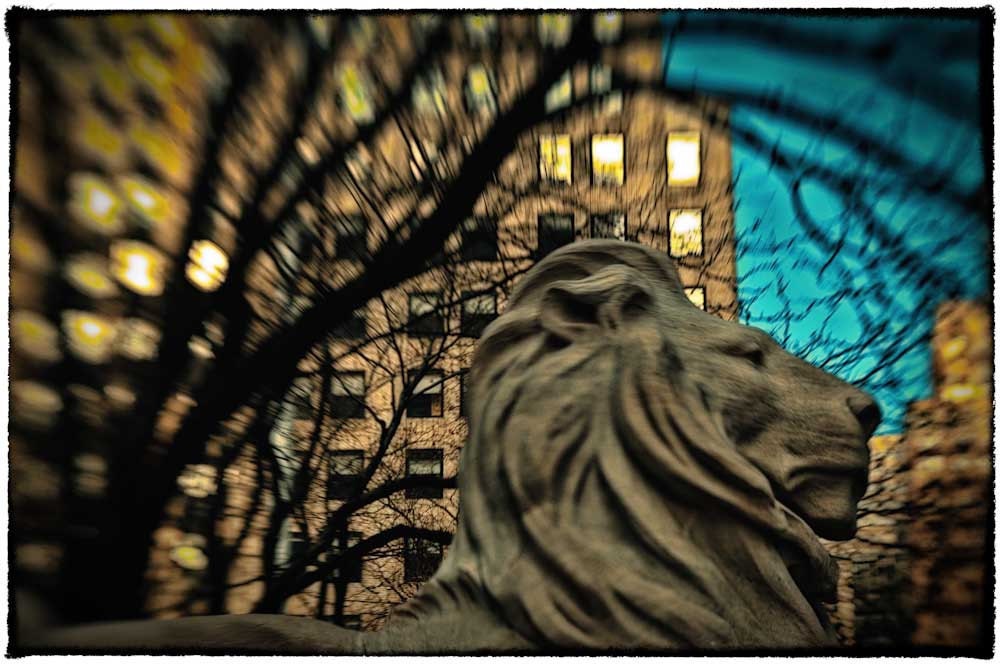 lion in winter