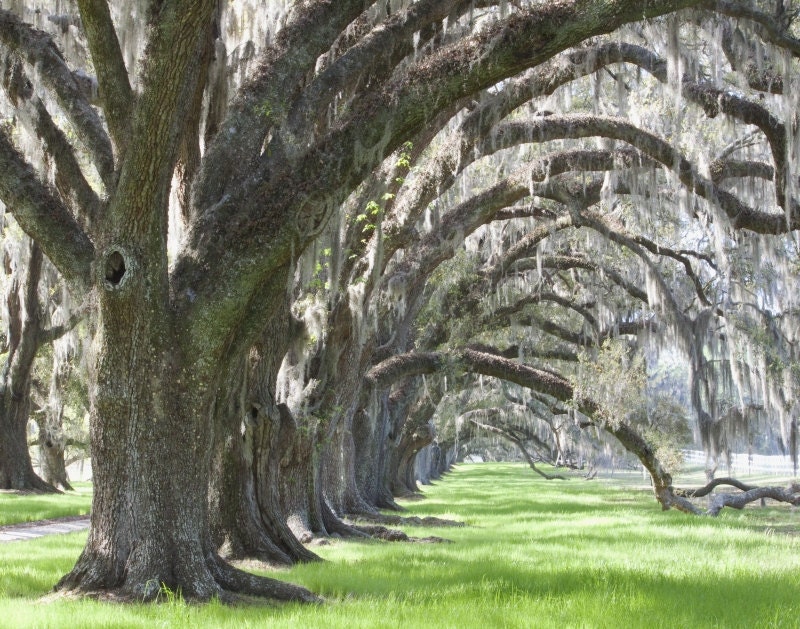 Plantation Afternoon, South Carolina - An original photograph by Melissa Schneider