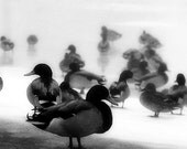 Cold Duck 7x14 print
