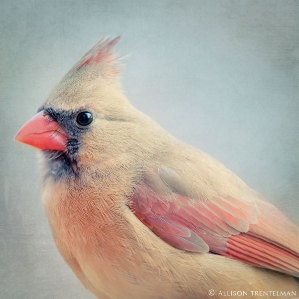 Bird Photography Print - Cardinal Bird Photo - Animal Art Print - Nursery Art - Bird Art Print - Fine Art Photography - "Cardinal No. 4"