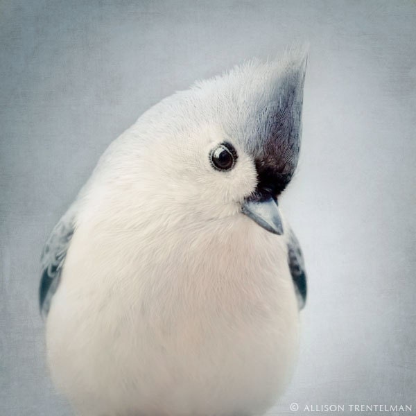 Winter Bird Photography Print - Titmouse Bird Print in Slate Blue and White - Animal Art Print - Blue Gray Print - "Tufted Titmouse No. 6"
