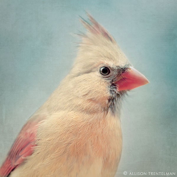 Bird Art - Cardinal Art Print - Nursery Wall Art - Animal Art Print - Nursery Print - Bird Photo - Fine Art Photography - "Cardinal No. 5"
