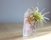 Air Plant, Tillandsia, on Amethyst Crystal Point