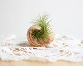 Air Plant, Tillandsia, In Snail Shell, Cottage Chic Decor