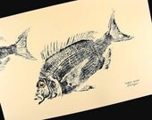 Porgy or Scup Fish rubbing (GYOTAKU) original on heavy natural cream stock